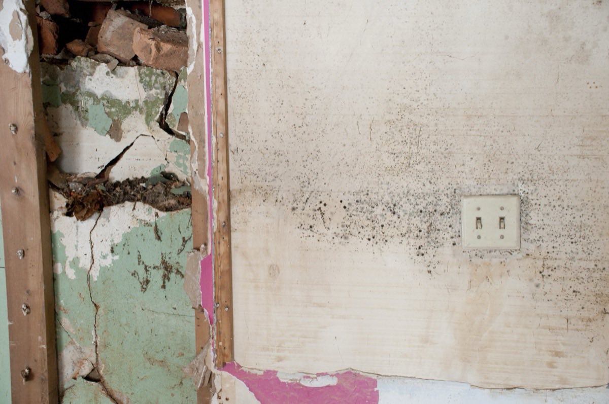 Dense dark speckled mold colonies covering the paper facing of bare drywall, with the wall cavity opened alongside showing studs, old plaster and pink insulation