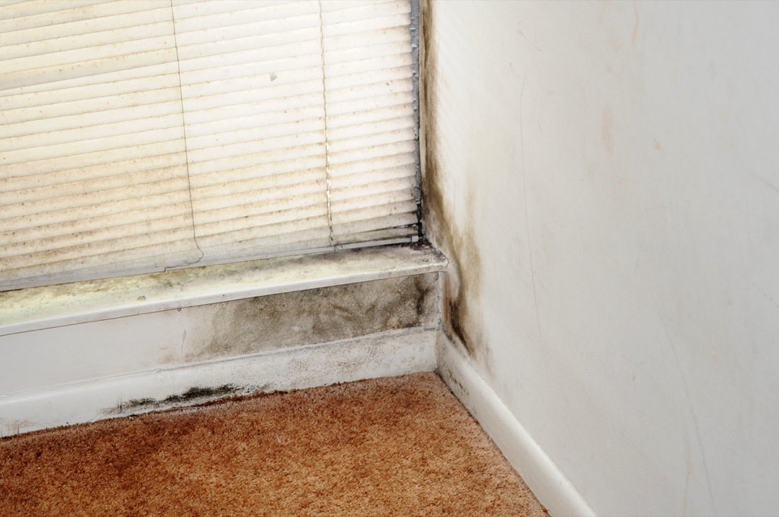 Dark mold growth spreading across a wall corner above the baseboard next to a window, with paler greenish growth along the window sill and staining on the blind